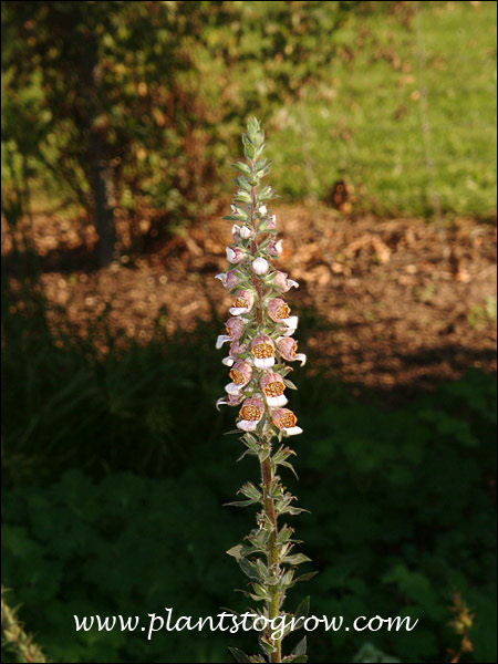Gigantea Gelber Herold Rusty Foxglove (Digitalis)